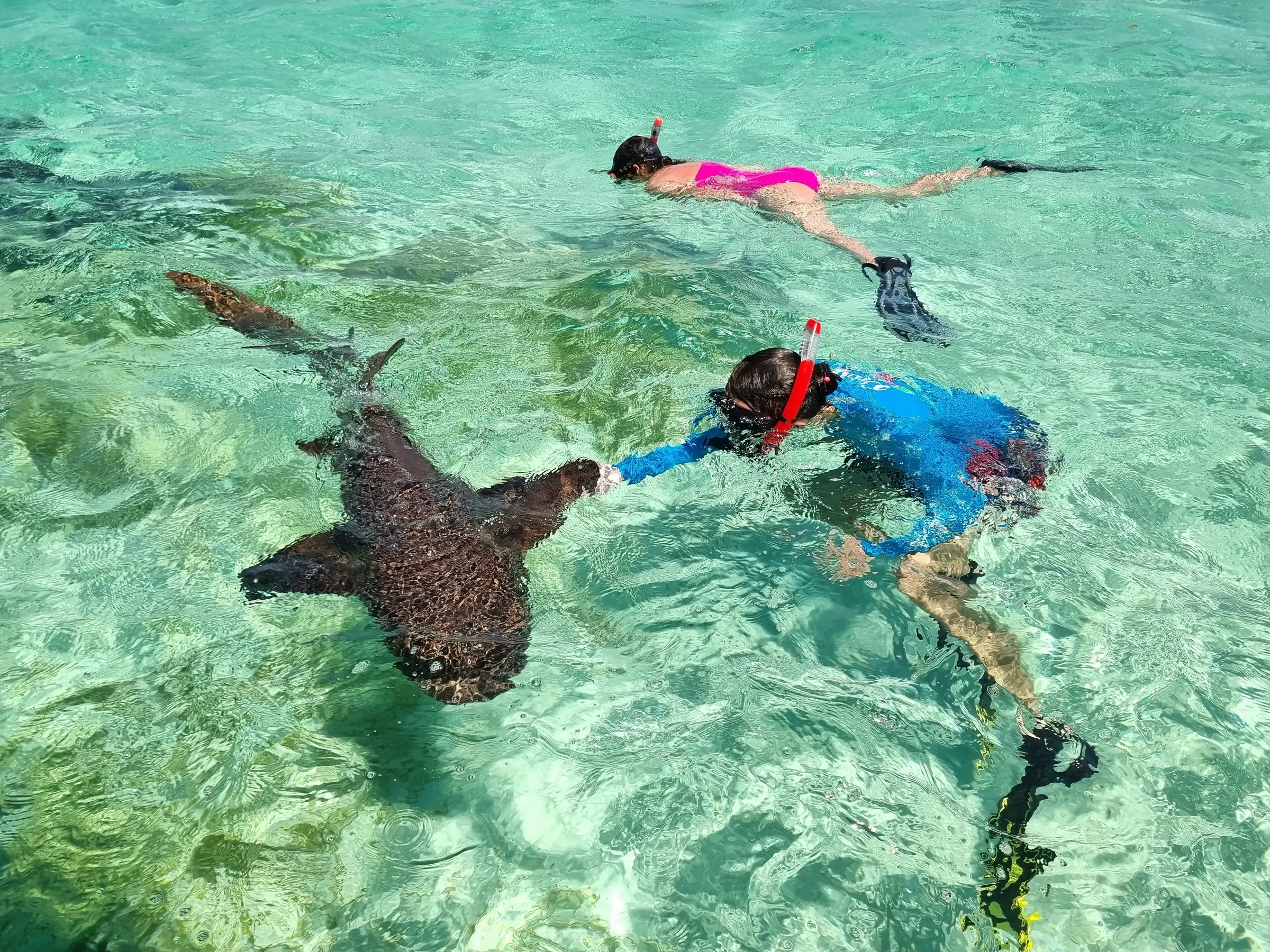 Tour de Tiburones