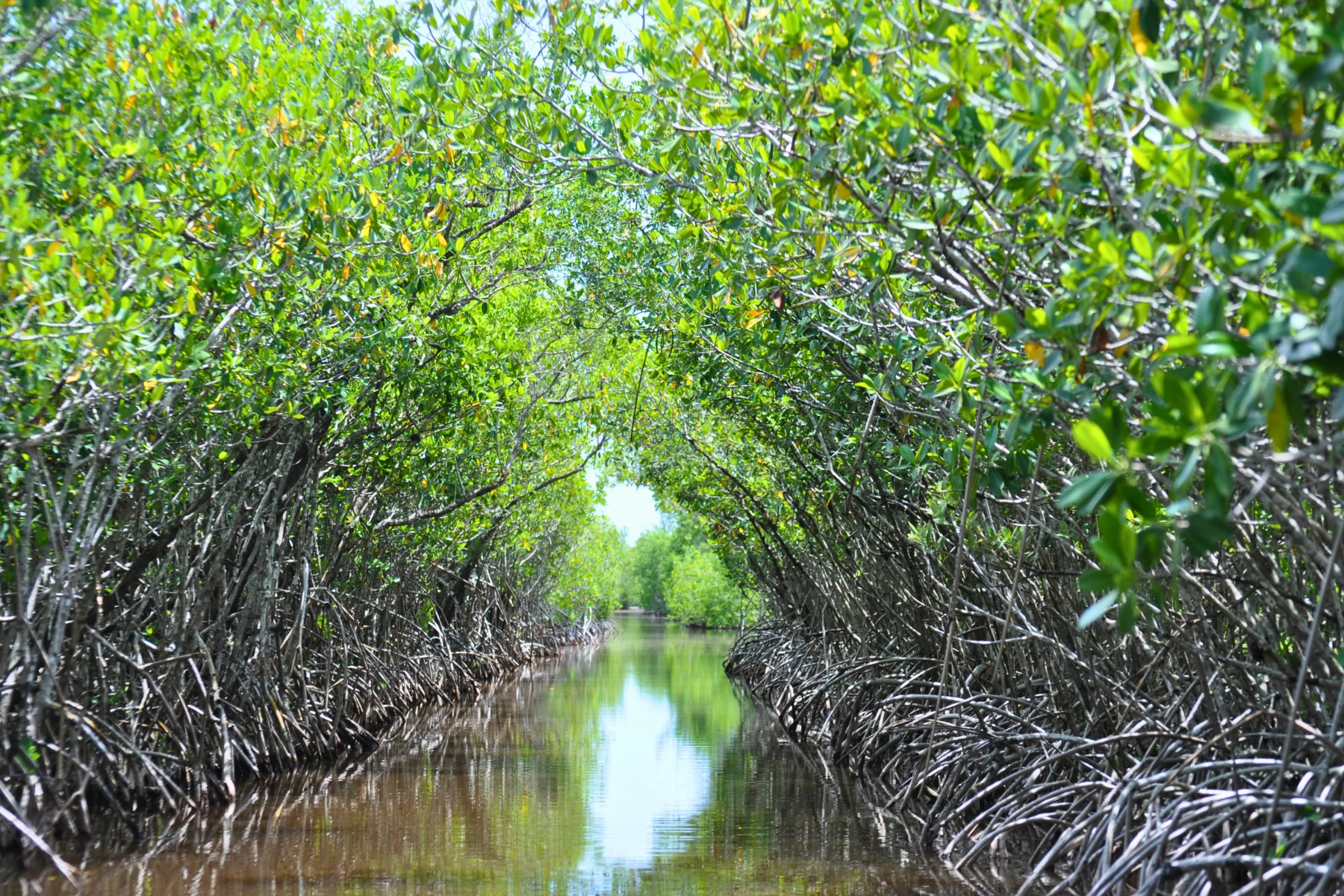 Mangrove Tour